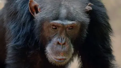 مستند حیات وحش - شامپانزه آلفا در یک ویدیو