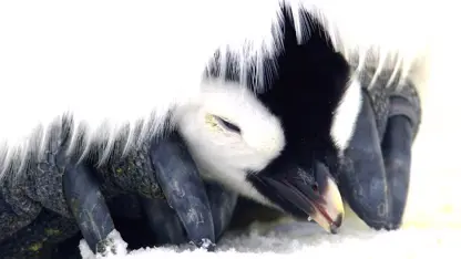 مستند حیات وحش - هزاران جوجه پنگوئن ناز