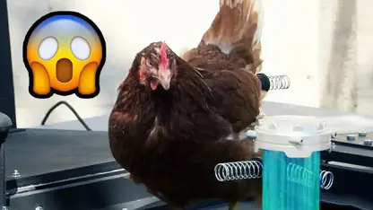 دوربین مخفی خنده دار - مرغ میره بیرون!
