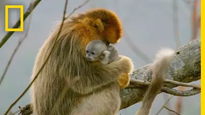 بچه میمون های دماغ سر بالای طلایی در جنگلهای چین