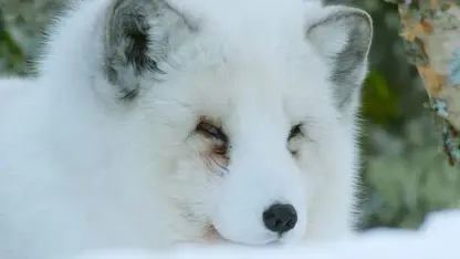 مستند حیات وحش - گوش های روباه قطبی در یک نگاه