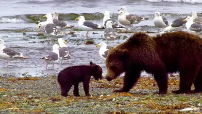 این توله خرس های گریزلی نمی دانند چطور ماهی بگیرند