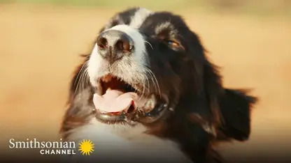 مستند حیات وحش - سگهای مناسب دامداری در یک ویدیو