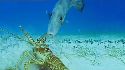 ویدیو زیبا و دیدنی از اعماق دریا خرچنگ ها و ماشه ماهی ها