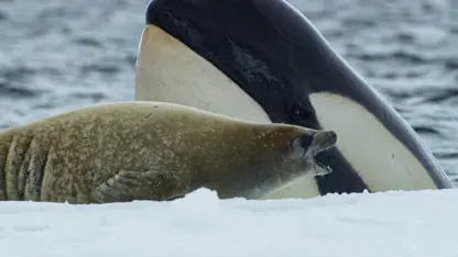 مستند حیات وحش - شکار فوق العاده نهنگ قاتل