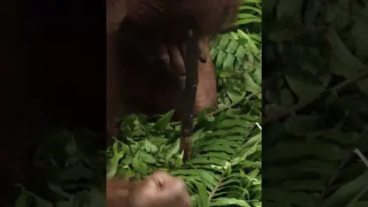 مستند حیات وحش - اورانگوتان درس شماره 1 در یک ویدیو