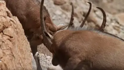 جفتگیری حیوانات در یک ویدیو