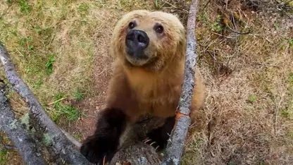 مستند حیات وحش - خرس ها و درختان در یک ویدیو