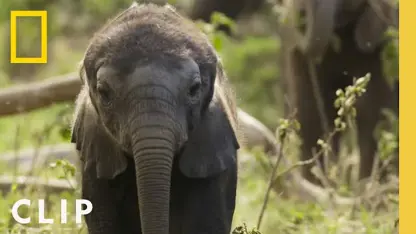 مستند حیات وحش - پیوند خانواده های فیل