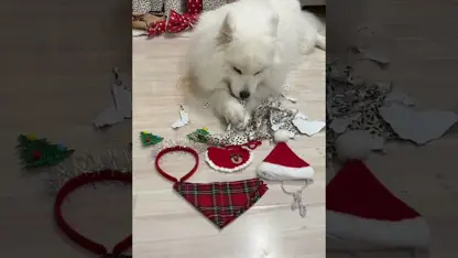 برای سرگرمی او هدایای خود را دوست ندارد