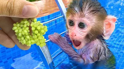 برنامه کودک بچه میمون - رفتن به توالت برای سرگرمی