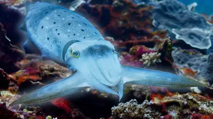 مستند حیات وحش - ماهی شکار هیپنوتیزم در یک ویدیو