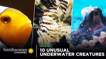 موجودات غیرمعمول زیر آب در یک ویدیو