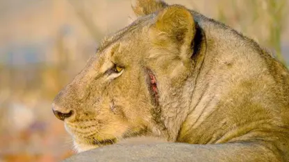 صحنه هایی از شکار و زندگی شیر ها در طبیعت