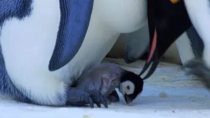 مستند حیات وحش - انتقال بچه پنگوئن در یک ویدیو