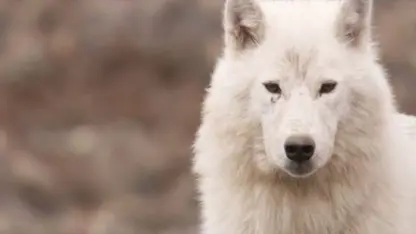 مستند حیات وحش - با گروه گرگ سفید در یک ویدیو