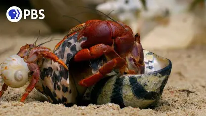 مستند حیات وحش - خرچنگ های گوشه نشین در یک نگاه