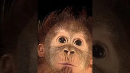 مستند حیات وحش - بچه اورانگوتان 5 ماهه