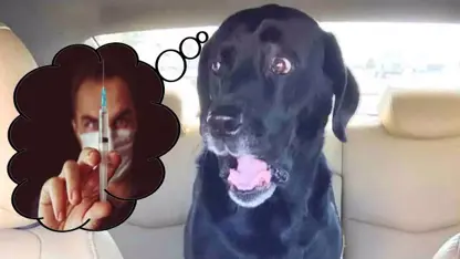 واکنش سگ های خنده دار به دامپزشکی در یک ویدیو