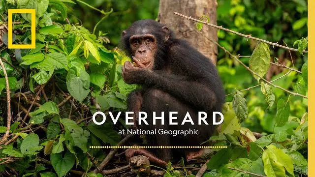 قهرمان نسل بعدی شامپانزه ها در یک ویدیو
