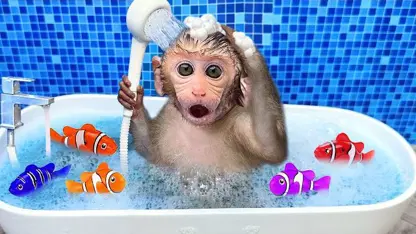 برنامه کودک بچه میمون - با ماهی های رنگین