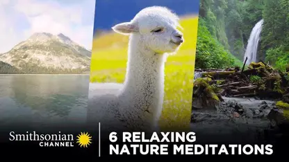 طبیعت آرامش بخش در یک ویدیو