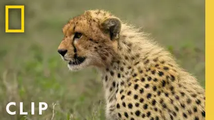 مستند حیات وحش - چیتا در مقابل گورخر در یک نگاه