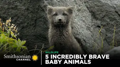 مستند حیات وحش - 5 حیوان فوق العاده شجاع در یک ویدیو