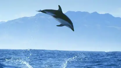 تصاویر تماشایی از غواصی با دلفین ها