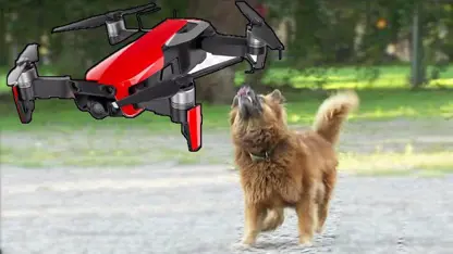 دوربین مخفی خنده دار - پهپاد در مقابل سگ