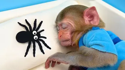 برنامه کودک بچه میمون - بستنی هندوانه می خورد برای سرگرمی