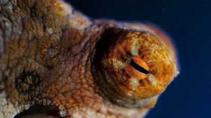 ویدیو دیدنی از اختاپوس های عجیب و غریب