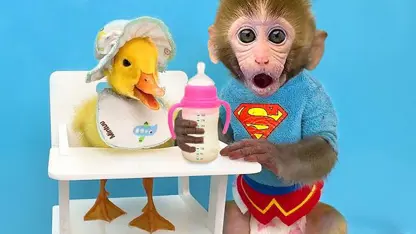 برنامه کودک بچه میمون - خوردن میوه در حمام در یک نگاه