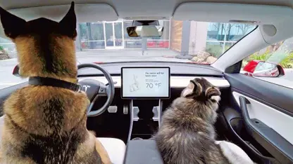 خودرو تسلا برای نگه داشتن حیوانات خانگی