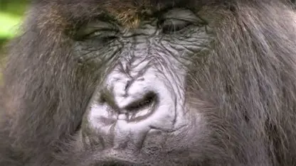 مستند حیات وحش - بهترین لحظات گوریل در یک ویدیو