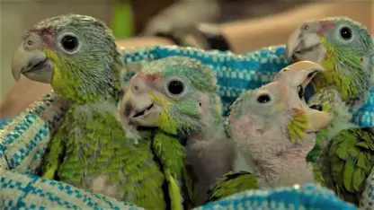 مستند حیات وحش - نجات بچه طوطی ها در یک ویدیو