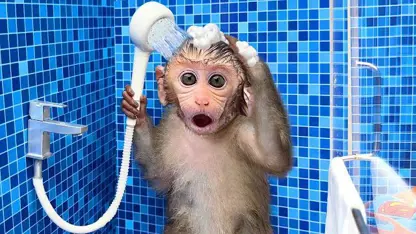 میمون بازی در استخر شنا برای سرگرمی