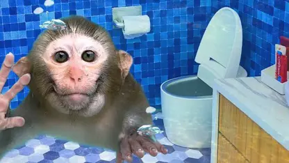برنامه کودک بچه میمون - فراموش کرد آب توالت