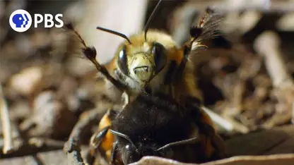 مستند حیات وحش - آیین جفت گیری زنبور در یک ویدیو